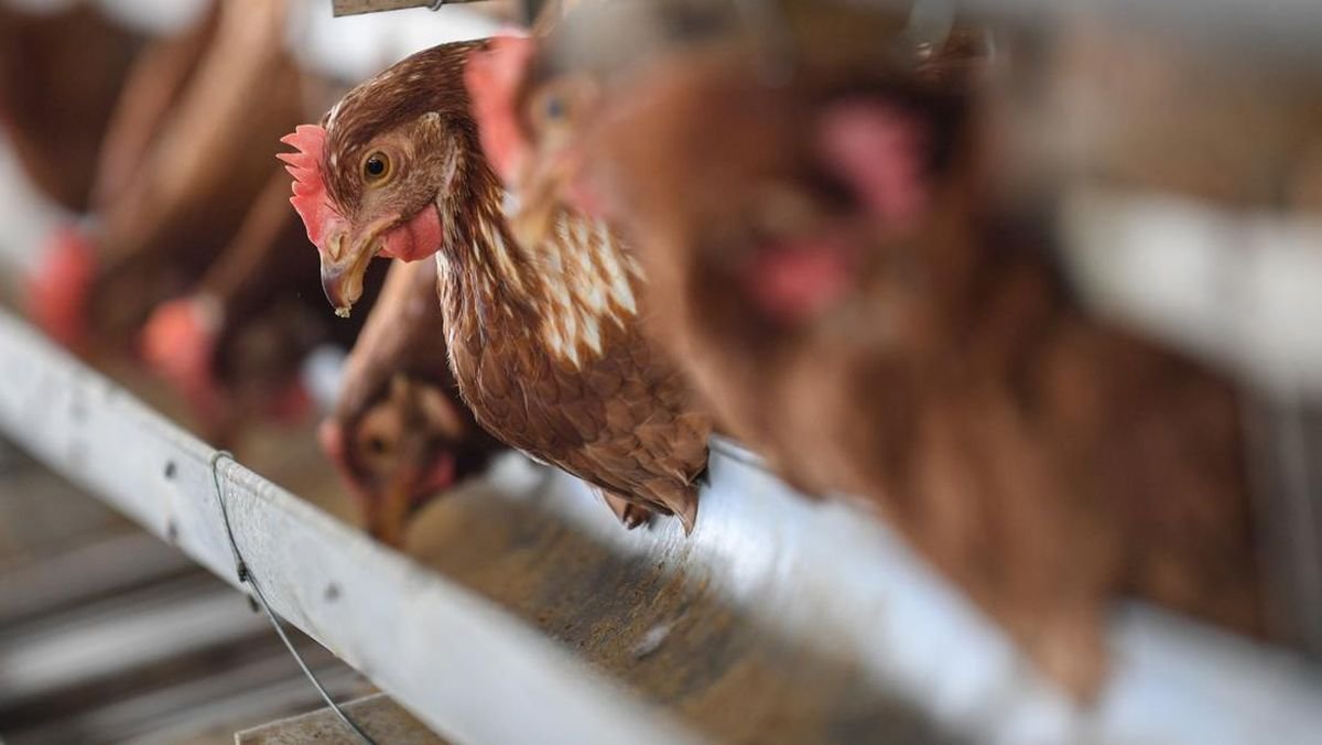 Mentan Andi Amran Siapkan BUMN Peternakan Terintegrasi Rp20 Triliun untuk Stabilkan Harga Ayam dan Telur