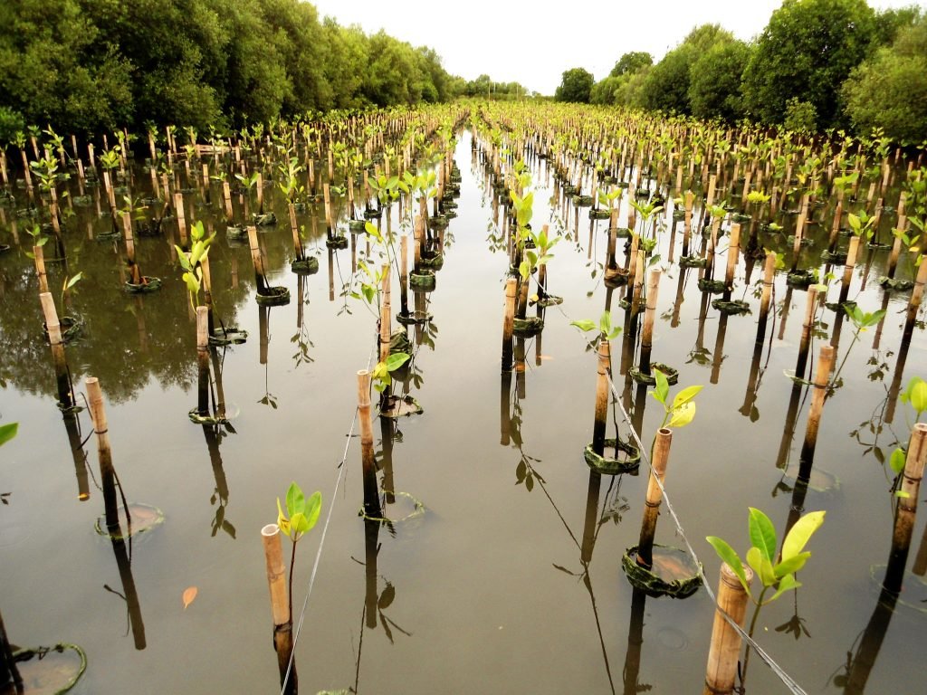Kurangi Jejak Karbon, PT IMIP Tanam Mangrove Bersama Pemuda dan Mahasiswa di Teluk Palu